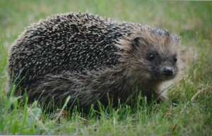 Egel, foto van Helen Lind (lid)