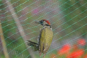 Specht in net, foto van Helen Lind (lid)