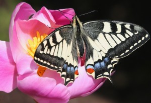 Koninginnepage, foto van Bea Koetsier (lid)