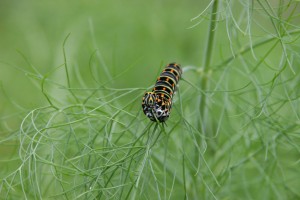 Koninginnepage rups, foto van Bea Koetsier (lid)