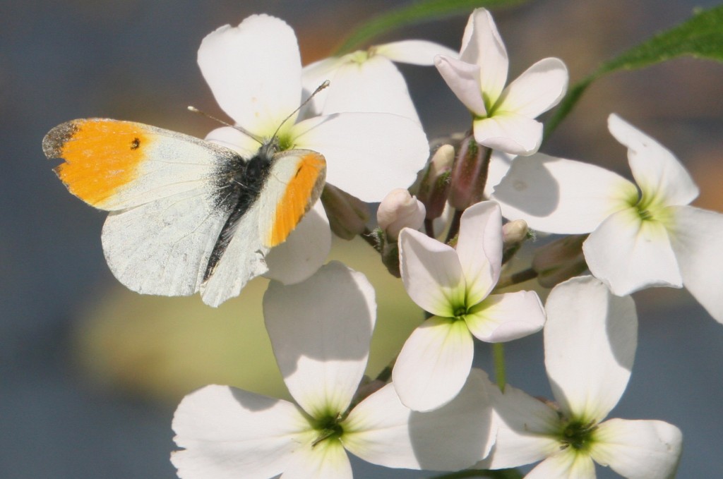 Oranjetip, foto van Bea Koetsier (lid)