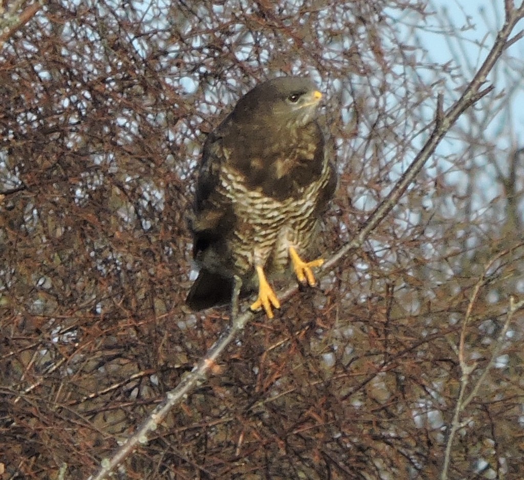 Buizerd, foto van Helen Lind (lid)