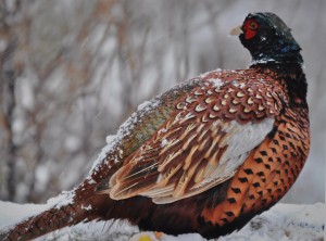 Fazant haan, foto van Helen Lind (lid)