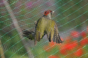 Groene specht, foto Helen Lind (lid)