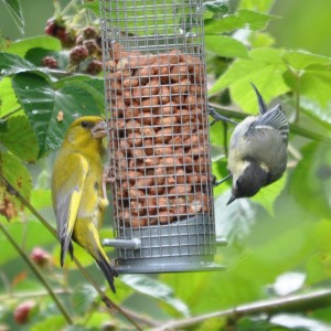 Groenling en koolmees, foto Helen Lind (lid)