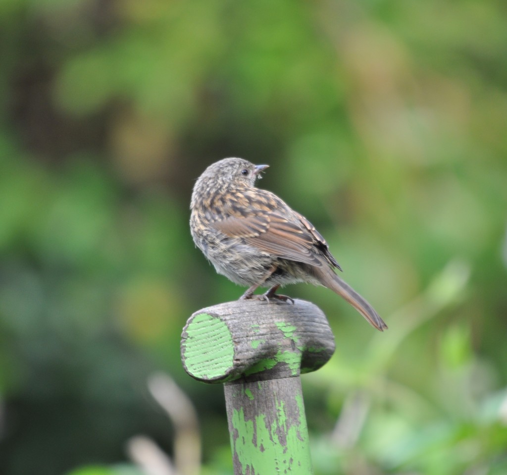 Heggenmus, foto Helen Lind (lid)