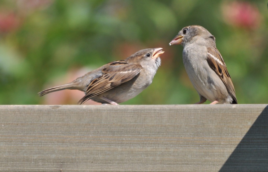 Huismus, foto Helen Lind (lid)