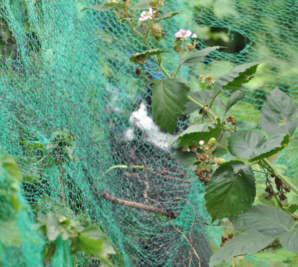 Poes in net, foto Helen Lind (lid)