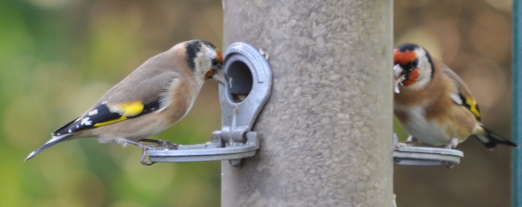 Distelvink of putter, foto Helen Lind (lid)