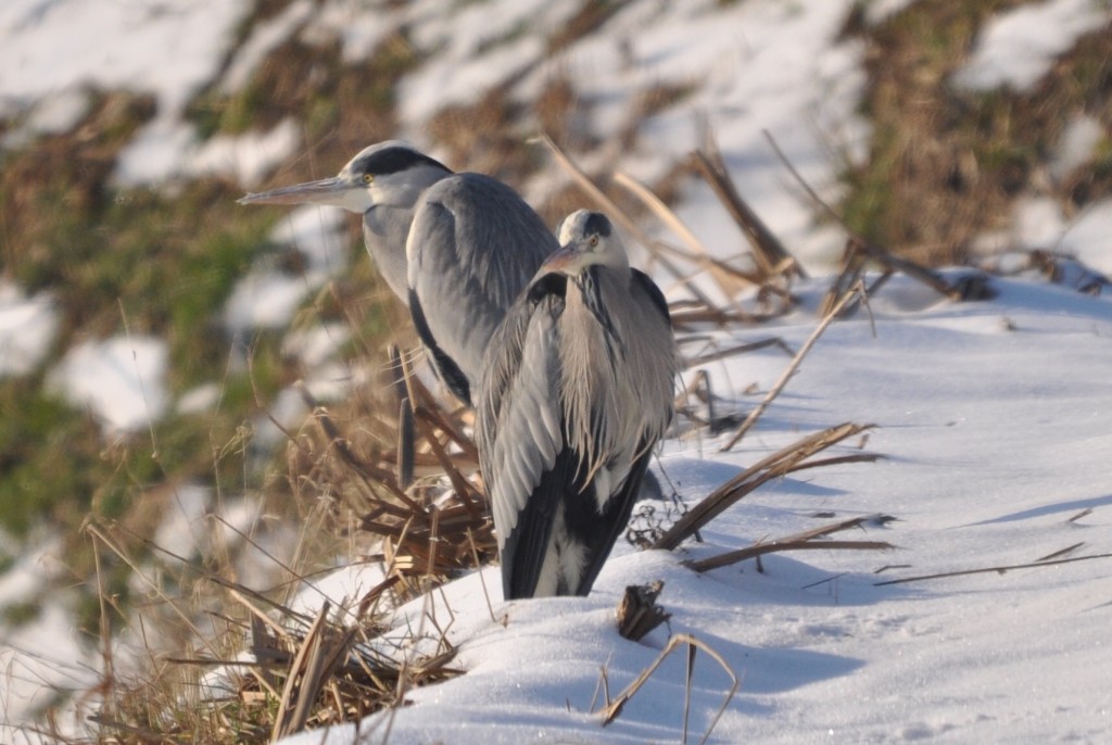 Reigers in de sneeuw, foto Helen Lind (lid)