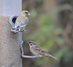 Ringmus en groenling, foto Helen Lind (lid)