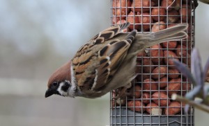 Ringmus mannetje, foto Helen Lind (lid)