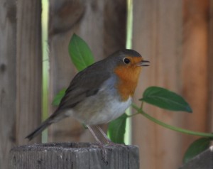 Roodborstje, foto Helen Lind (lid)