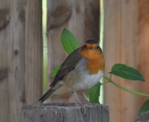 Roodborstje, foto Helen Lind (lid)