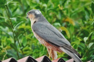 Sperwer mannetje, foto van Helen Lind (lid)