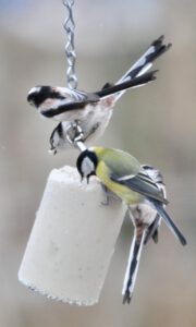 Staartmees en koolmees, foto Helen Lind (lid)