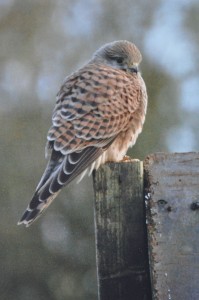 Torenvalk, foto Helen Lind (lid)