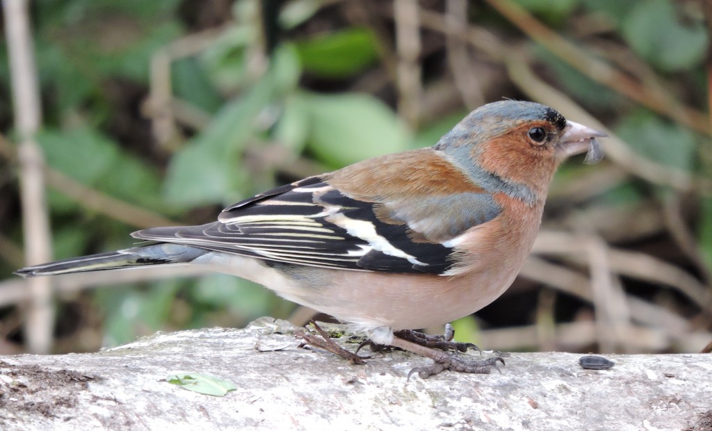 Vink mannetje, foto Helen Lind (lid)