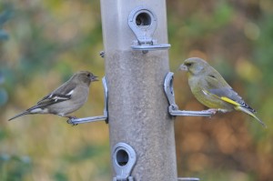 Vinkvrouwtje met groenling, foto Helen Lind (lid)