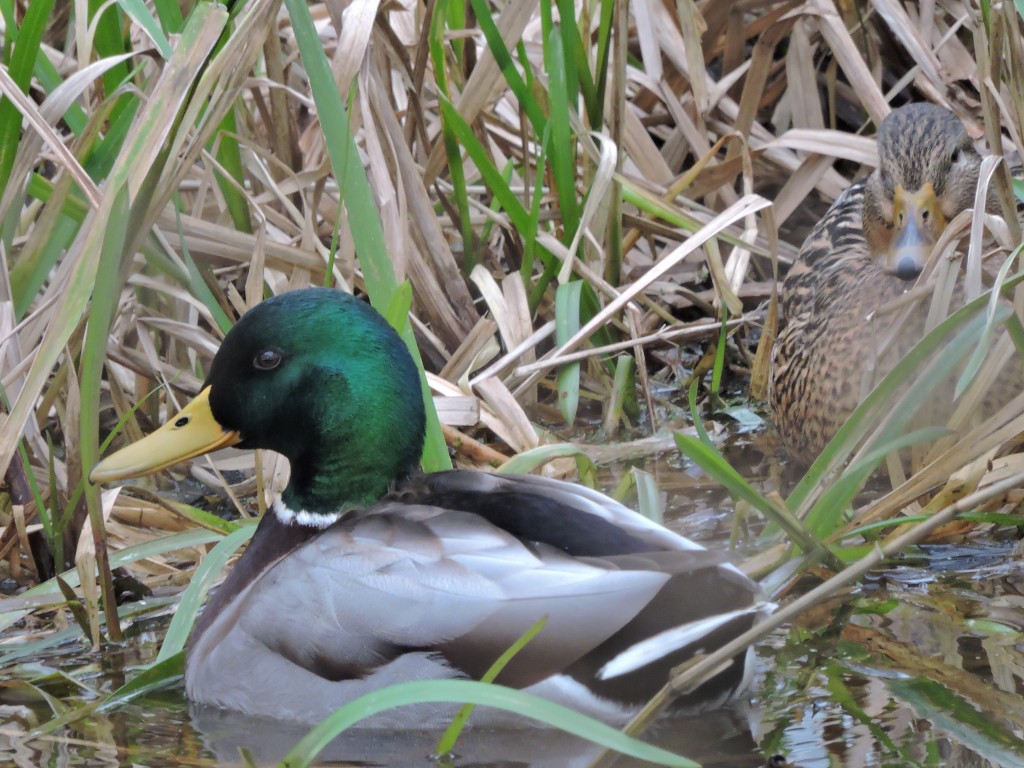 Wilde eend, foto Helen Lind (lid)