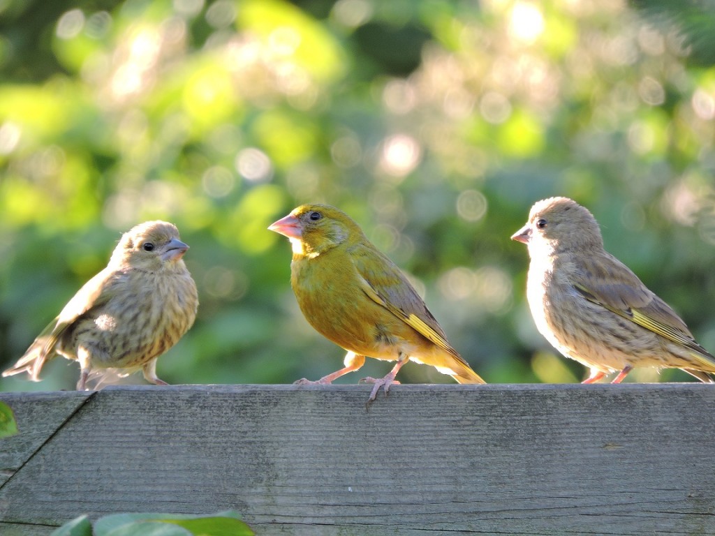 Groenling ouder met aan beide kanten een jong in de avondzon, foto Helen Lind (lid)