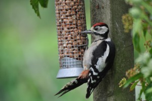 Grote bonte specht, foto Helen Lind (lid)