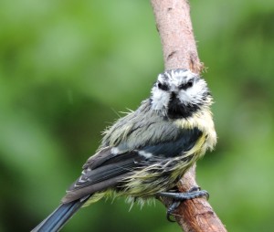 Kletsnat pimpelmeesje na een regenbui, foto Helen Lind (lid)