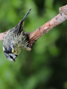 Nog een nat pimpelmeesje, foto Helen Lind (lid)