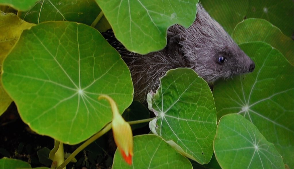 Egel in het groen, foto Helen Lind (lid)