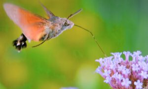 Kolibrie vlinder, foto Helen Lind (lid)