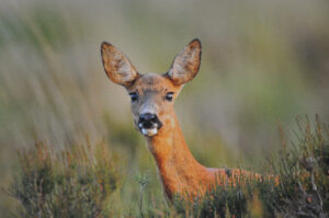 Alerte moeder reegeit, foto Helen Lind (lid)