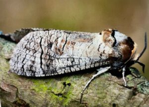 Wilgenhout vlinder, foto Helen Lind (lid)